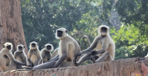 Bebé recién nacida es hallada muerta después de que un grupo de monos se la llevara de su casa en la India