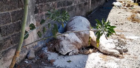 Tiran cadáver de león africano en vía pública de Iztapalapa