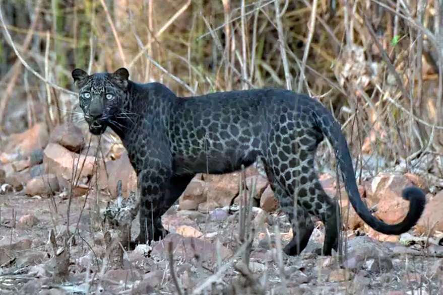 India: avistan a un extraño leopardo negro durante un safari