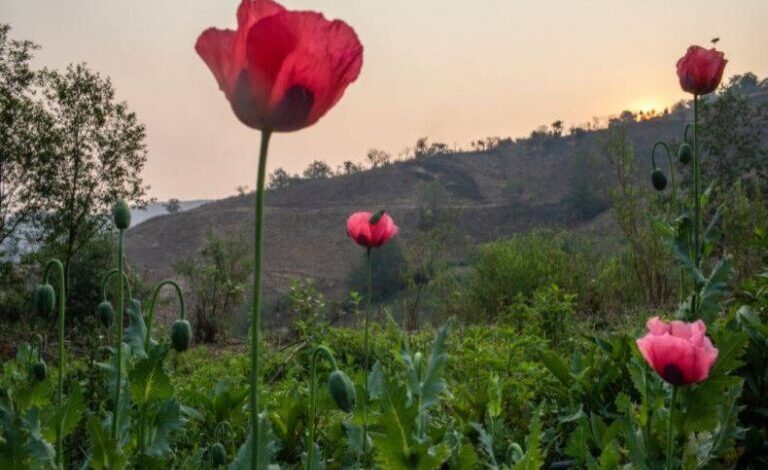 Sembrando Vida desplaza cultivo de amapola en Tierra Caliente y Costa Grande de Guerrero