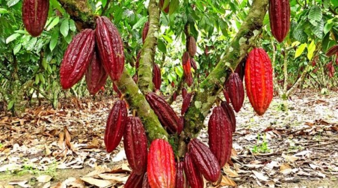 <i>No se queda atrás</i>: Politécnico de Huatusco producirá cultivo alternativo de cacao