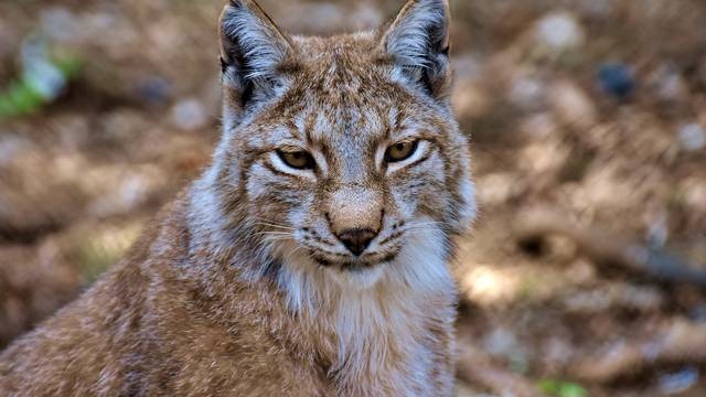 Captan a un lince paseando por el Desierto de los Leones de la CDMX