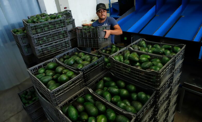 Se reactiva la exportación de aguacate michoacano a EU