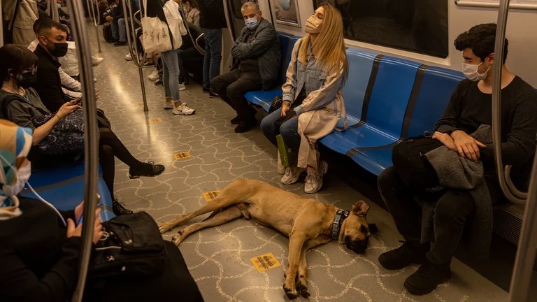 Boji, el perro viajero más famoso de Estambul