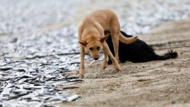 Mujer lanza a su perro de séptimo piso durante pelea con exnovio