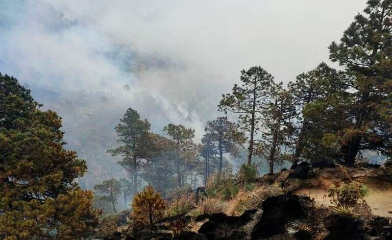 Se incendian 80 hectáreas de pino en el Pico de Orizaba