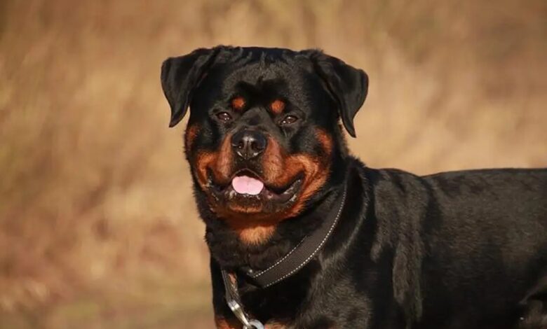 Rottweiler salta de auto en movimiento para atacar a pareja con niño y mascota (Video)