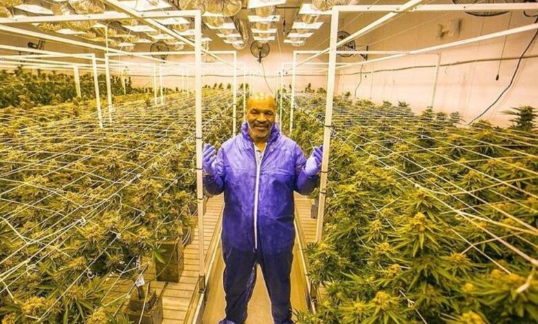 La fortuna que Mike Tyson gana por la venta de marihuana