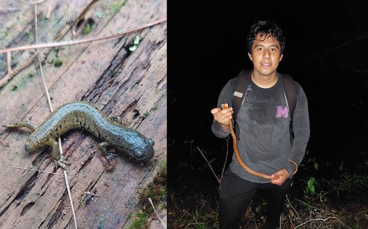 Captan a salamandras nunca antes vistas en la región de Orizaba