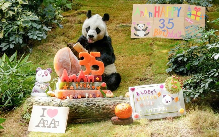 Murió An An, el panda gigante más viejo del mundo, a los 35 años