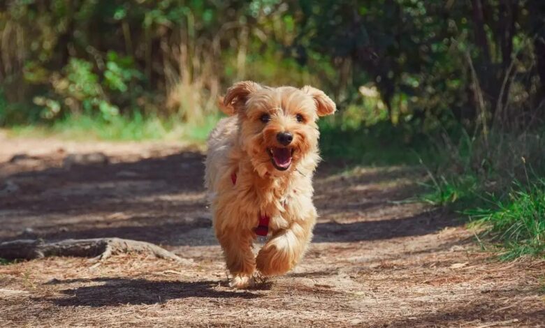 Hoy es el Día Mundial del Perro