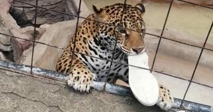 Adolescente traspasa barreras de seguridad y lo ataca un jaguar en Zoológico de León