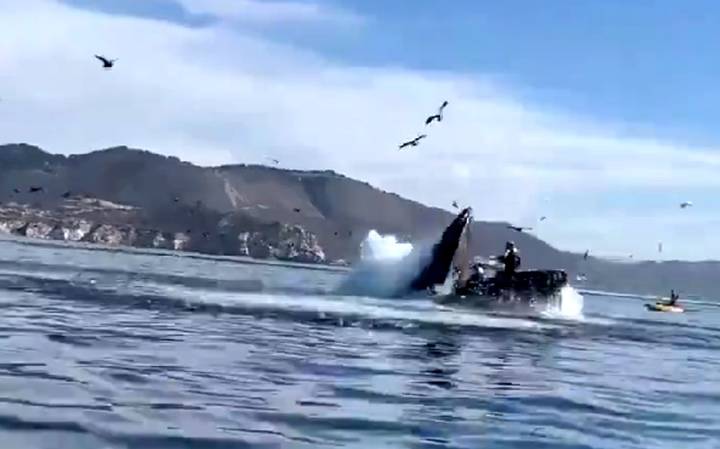 Terror en el mar: Ballena jorobada se traga y escupe a dos mujeres en kayak