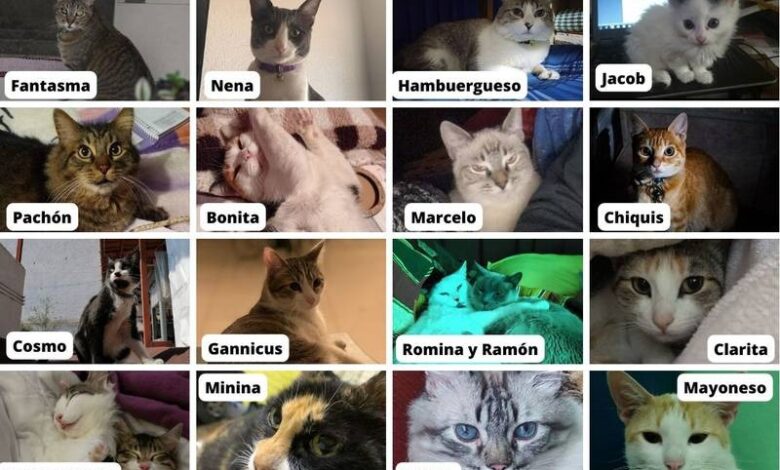 Día Internacional del Gato: origen y por qué se celebra el 8 de agosto a los ‘michis’