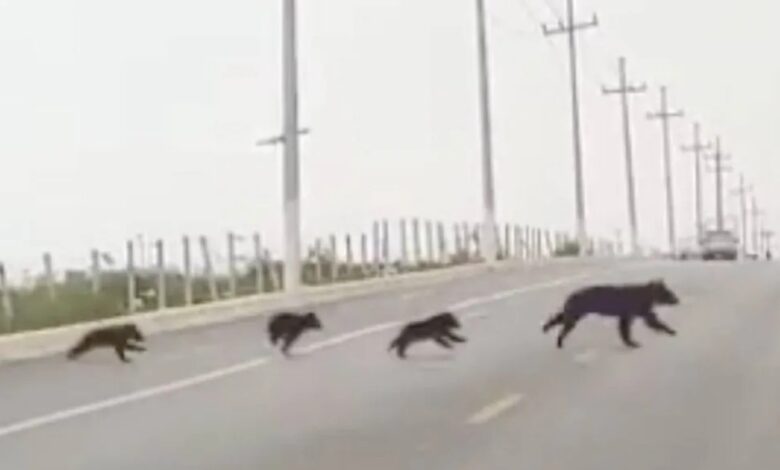 Vecinos captan a una familia de osos cruzando una avenida en Saltillo