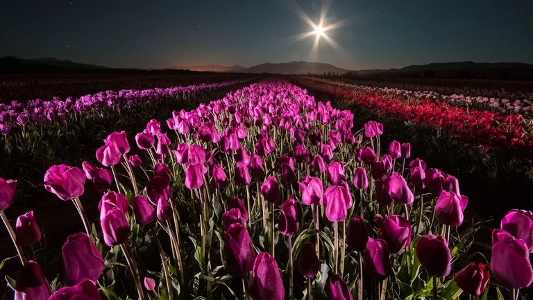 El campo de tulipanes de Trevelin, la increíble explosión de colores que dura sólo un mes al año