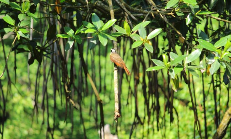 Ave-ntúrate, explora el Área Natural Protegida Arroyo Moreno