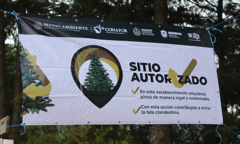 Corta legal y recicla tu Navidad adquiriendo arbolitos en sitios autorizados por SEDEMA y CONAFOR