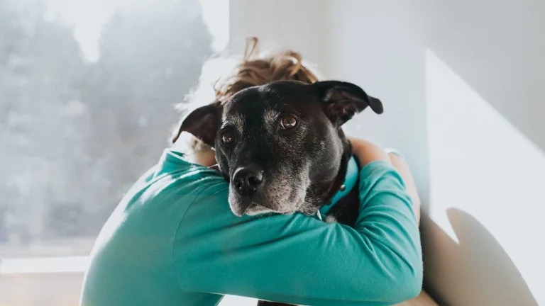 Relación entre perros y humanos: la unión hace la fuerza