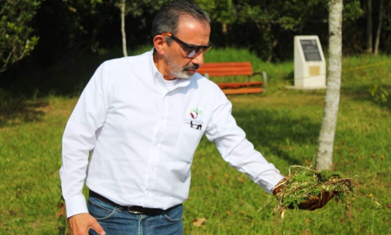 Tienes hasta el 11 de febrero para darle un segundo uso a tu árbol de navidad: SEDEMA