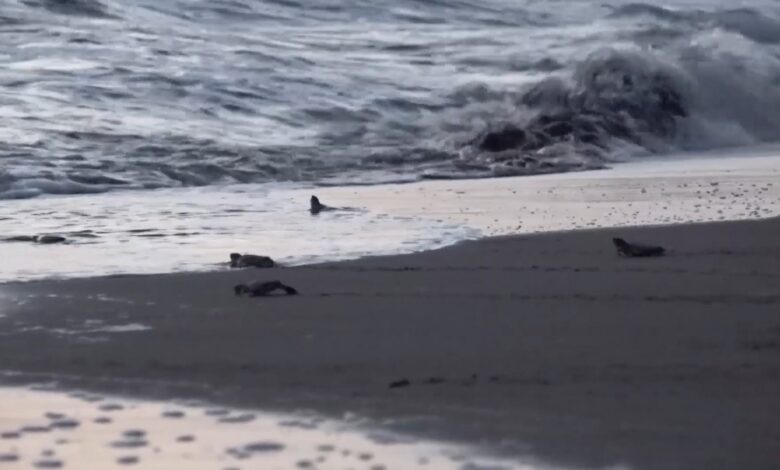 Encabeza Gobernador liberación de crías de tortuga marina en Nautla