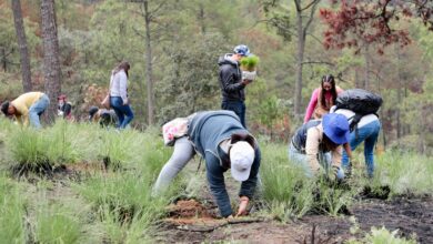 En zona del Cofre, 150 mil nuevos árboles para recuperar las fuentes de agua