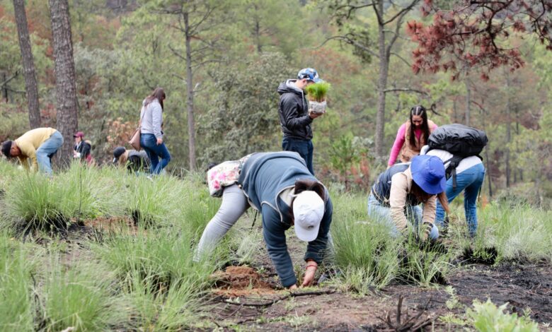 En zona del Cofre, 150 mil nuevos árboles para recuperar las fuentes de agua