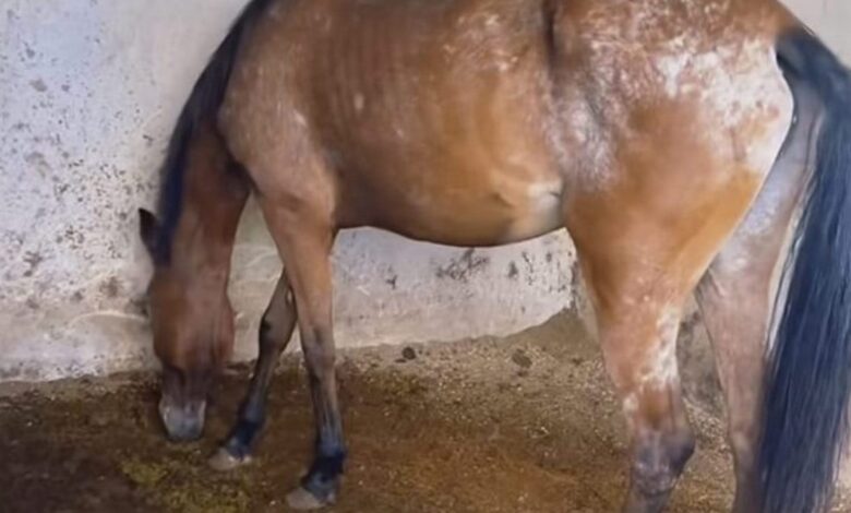 PMA brinda atención médica a caballos maltratados en Emiliano Zapata