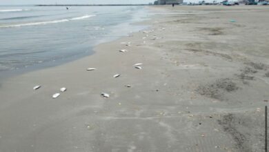 Peces muertos en Boca del Río son desecho arrastrado por las corrientes marinas