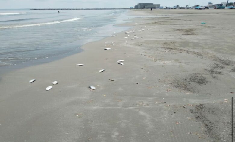 Peces muertos en Boca del Río son desecho arrastrado por las corrientes marinas