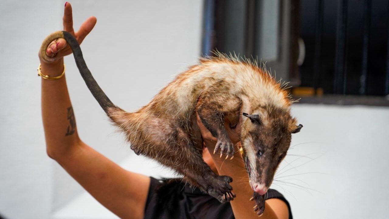 Realiza Córdoba Foro integral sobre el manejo y conservación del tlacuache